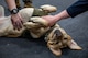 Close-up of a therapy dog receiving belly rubs from sailors.