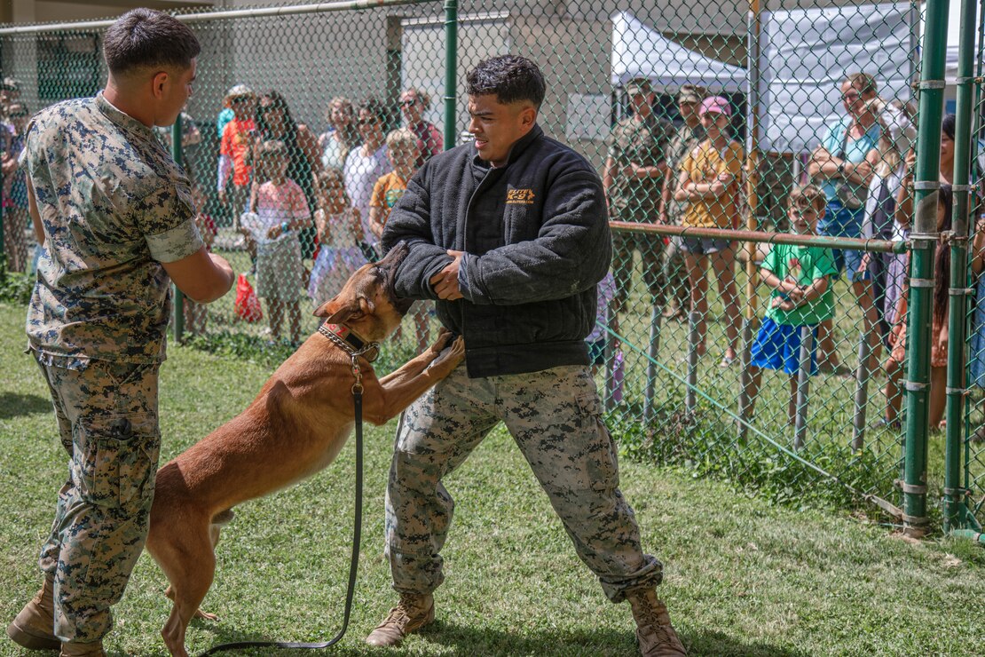 U.S. Marine Corps military working dog Zzohan conducts a bite demonstration for families at the Marine Corps Base Hawaii Provost Marshal’s Office open house event, MCBH, May 17, 2023. The PMO open house was done as a community outreach event for MCBH in conjunction with National Police Week. (U.S. Marine Corps photo by Lance Cpl. Hunter Jones)