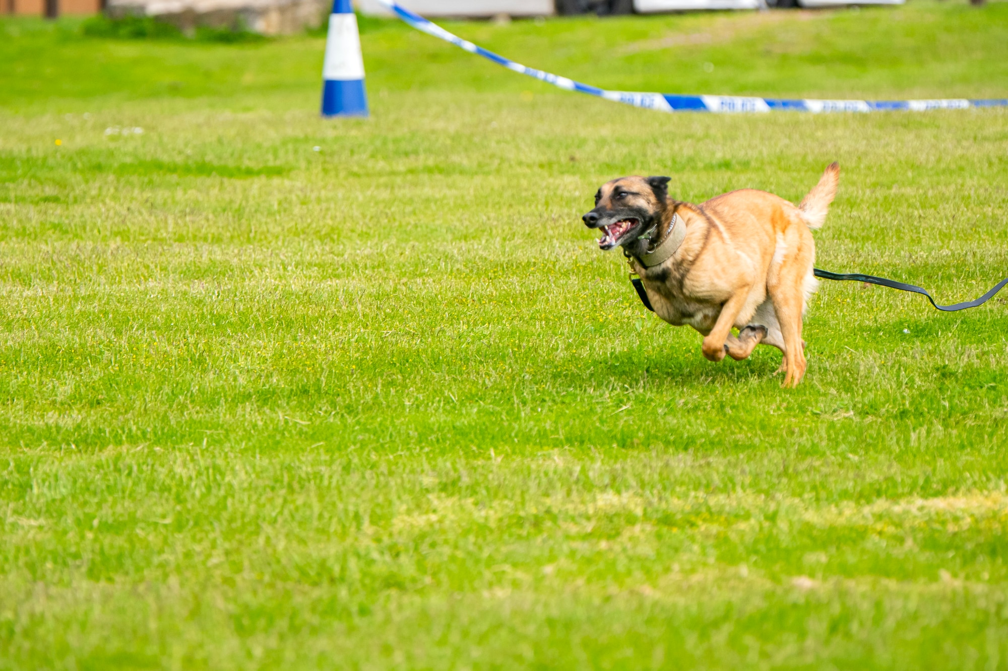 Military Working Dog Uta pursues a simulated suspect during a demonstration at RAF Alconbury, England, May 18, 2023. The demonstration was a part of National Police Week where members from SFS engaged with and demonstrated police capabilities to students from Alconbury Elementary school. (U.S. Air Force photo by Staff Sgt. Eugene Oliver)