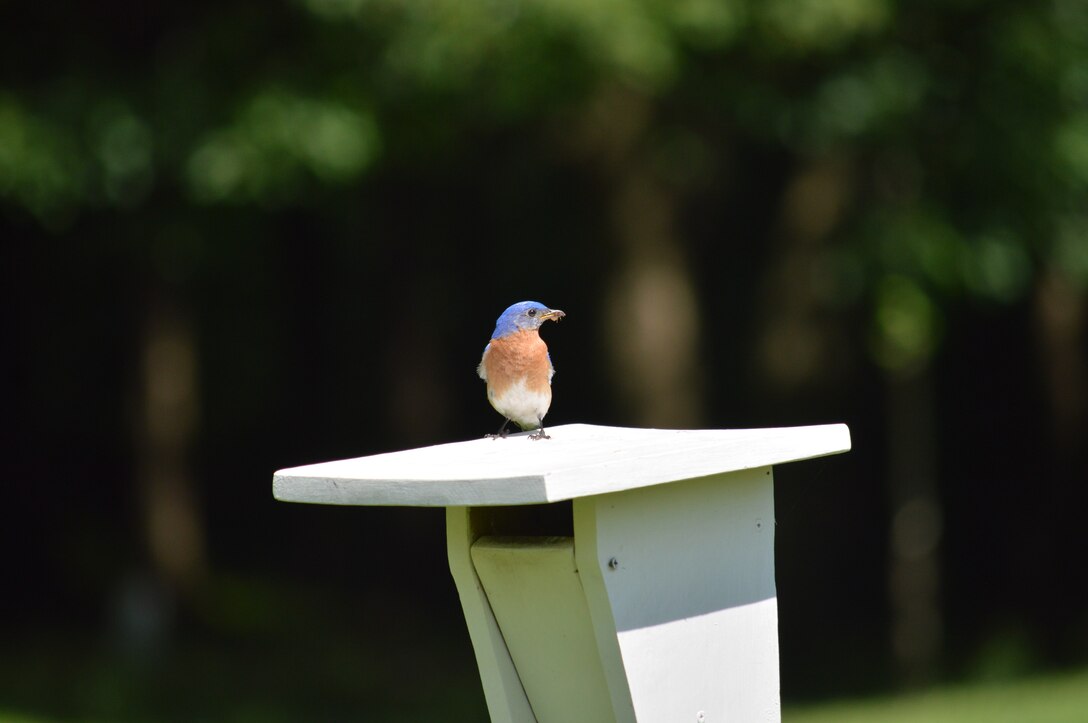 Bluebird volunteer