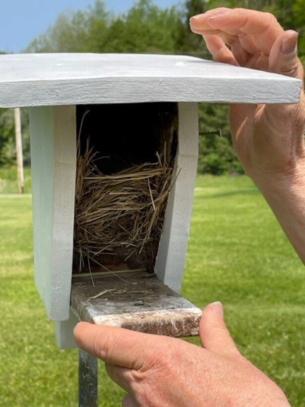 Bluebird volunteer