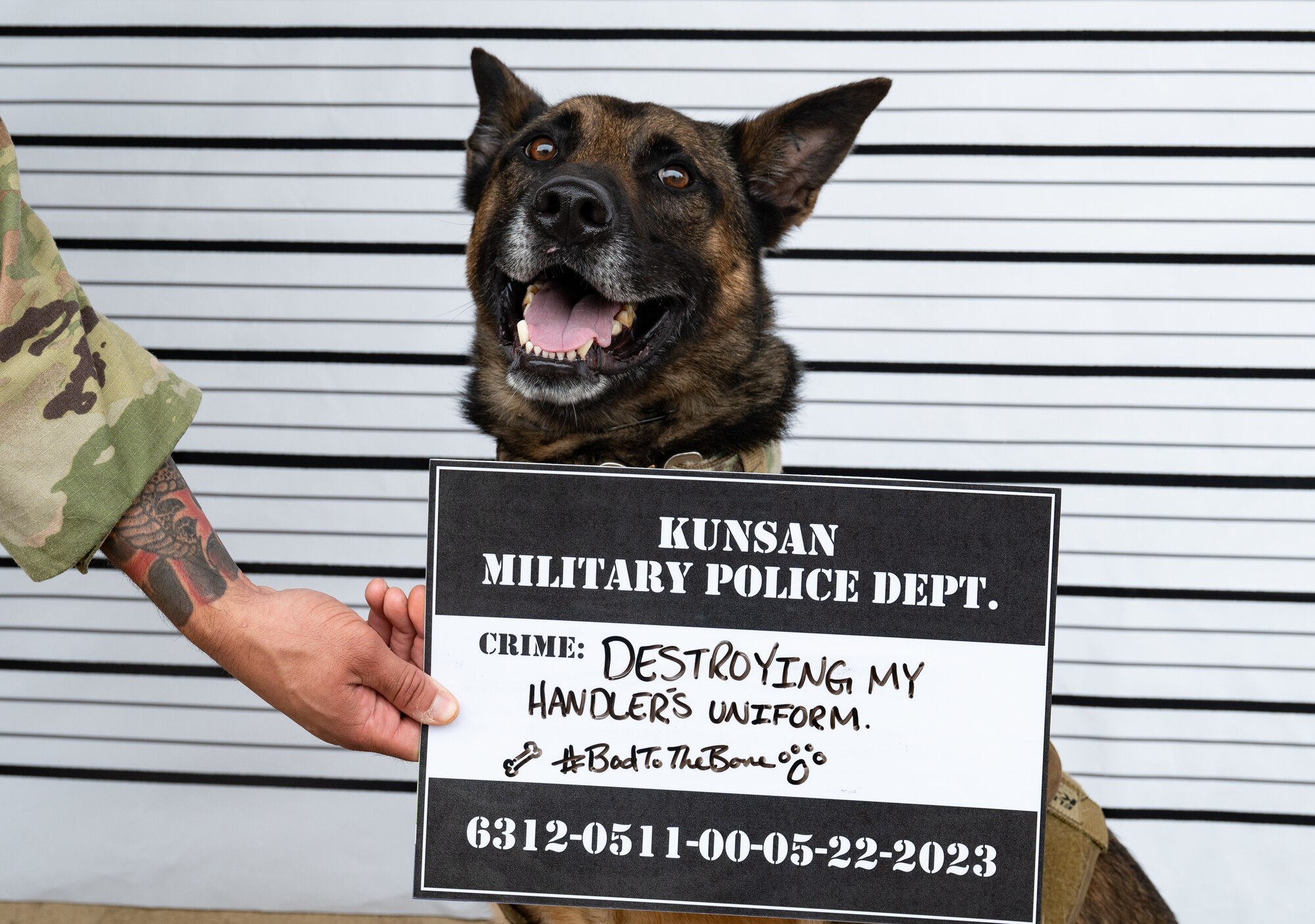 Military Working Dog Taro, poses for a photo during the 2023 National Police Week at Kunsan Air Base, Republic of Korea, May 22, 2023. Military working dogs are a part of the 8th Security Forces Squadron team and traditionally remain at least one rank above their handler. (U.S. Air Force photo by Staff Sgt. Sadie Colbert)