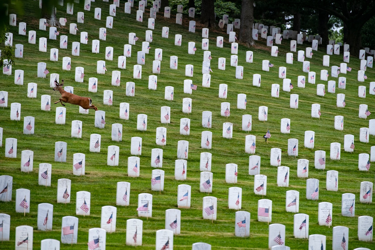 A deer runs through graves adorned with U.S. flags in a cemetery.