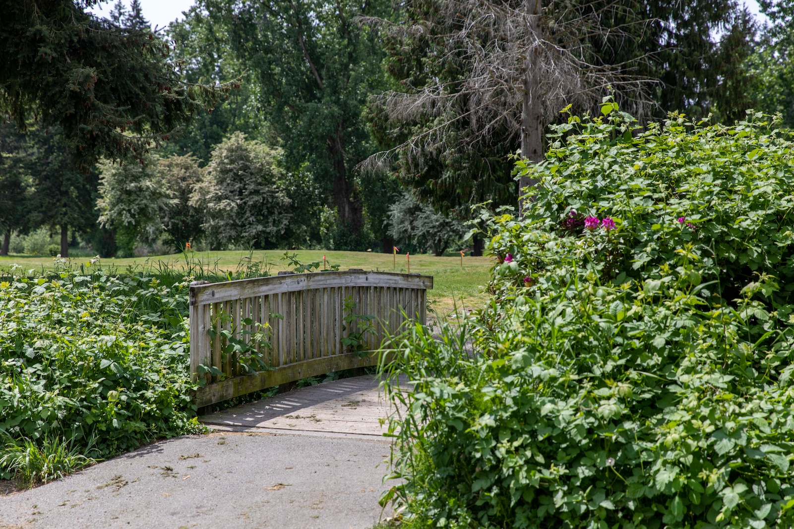 Photo of pedestrian bridge over Ballinger Creek from the Lake Ballinger Center, known locally as Mountlake Terrace Community Senior Center, to Lake Ballinger in Mountlake Terrace, Washington. Ballinger Park is where on-going construction to restore the fish and wildlife habitats is currently underway.
