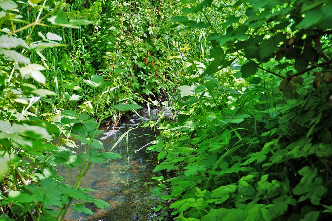 Photo of the Ballinger Creek that run through the Ballinger Park, Mountlake Terrace, Washington. The purpose of the fish and wildlife restoration project will be to restore wetlands, riparian corridors, and create more places for birds, fish, turtles, salamanders, and native mammals to live.