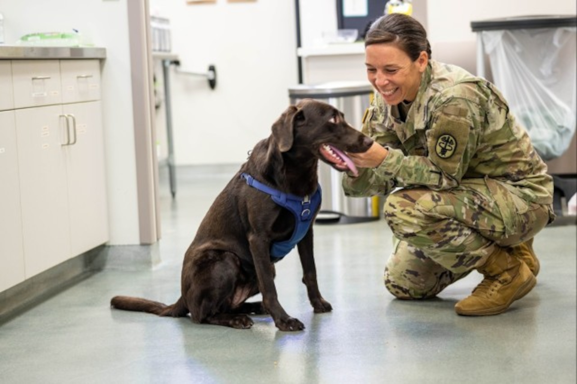 Ask an Army veterinarian: PCSing with pets