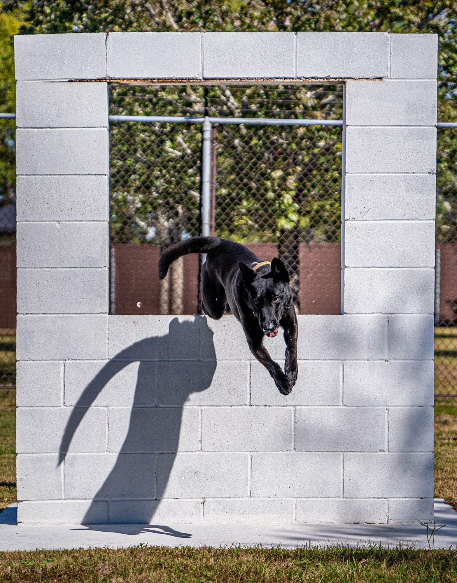 Military Working Dog Bbasso, 81st Security Forces Squadron MWD, successfully clears a window obstacle while training in the obedience yard at Keesler Air Force Base, Oct. 20, 2023.