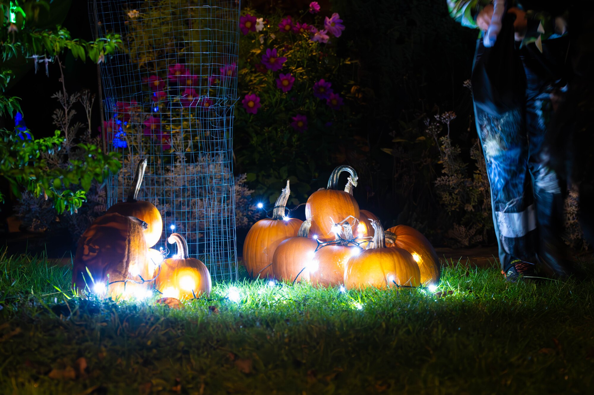 Pumpkins decorate a lawn surrounded by twinkling lights