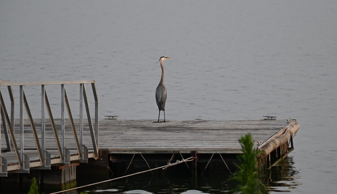 Heron on dock