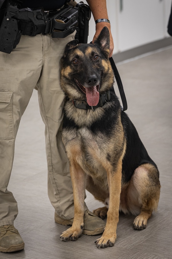 Cpl. Rich Llewellyn, a Twentynine Palms, California native, military working dog handler, and K-9 Vax, military narcotics K-9, both with Provost Marshal’s Office, Headquarters Battalion, Marine Corps Air-Ground Combat Center, prepare to conduct a walking patrol of the Marine Corps Exchange at MCAGCC, Twentynine Palms, California, Oct. 23, 2023. Military police are responsible for ensuring the safety and security of The Combat Center while conducting law enforcement operations across the base. (U.S. Marine Corps photo by Cpl. Breanna Eason)