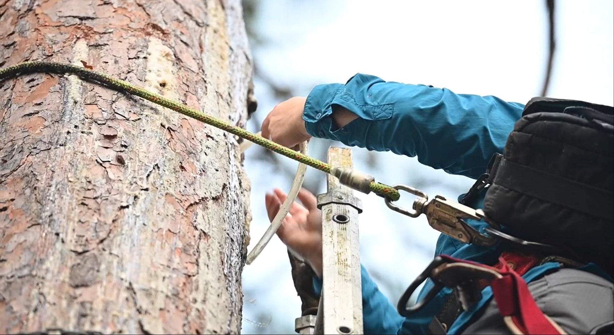 Woman climbs tree with ladder