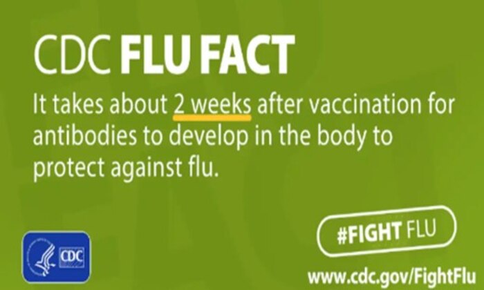 It takes about two weeks after vaccination for antibodies to develop in the body to protect against flu.