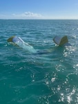 The Coast Guard, partner agencies, and a good Samaritan responded to a plane crash approximately 3 miles north of Marathon, Florida, Nov. 7, 2023.

A Coast Guard Station Marathon boatcrew located the single-engine, fixed-wing aircraft crash site, where the survivor was located already aboard a good Samaritan's vessel.

The Marathon crew transferred the man aboard their boat and transported him to awaiting emergency medical services personnel at Coast Guard Station Marathon.

(U.S. Coast Guard photo)