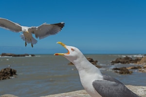During safety inspections, the author says you don't want to take the "seagull approach," aka the "swoop and poop." In other words, don't just show up at a unit and focus on the negative; be sure you accentuate the positive, as well, which can aid in developing a safety culture.