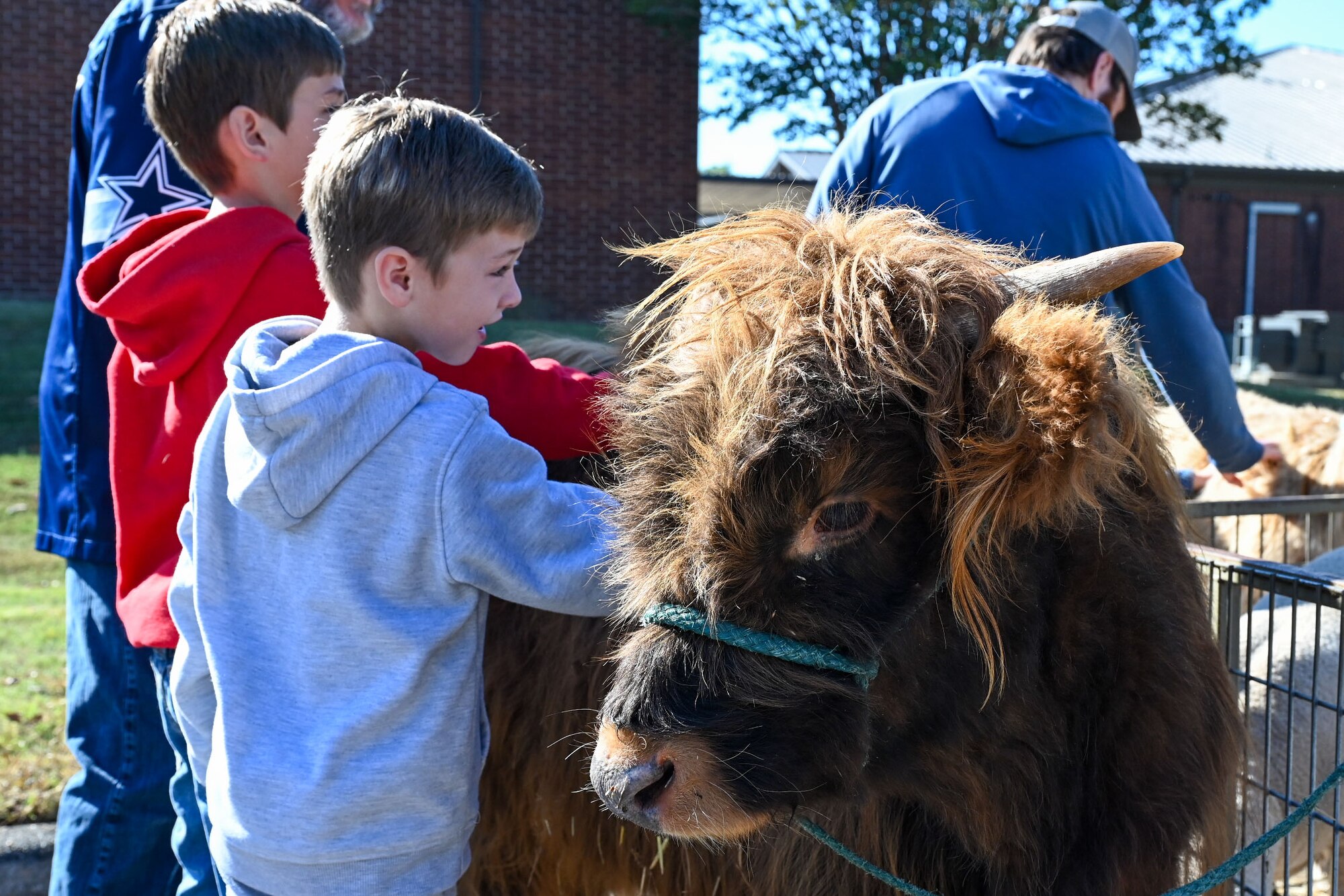 Two boys pet a small cow.