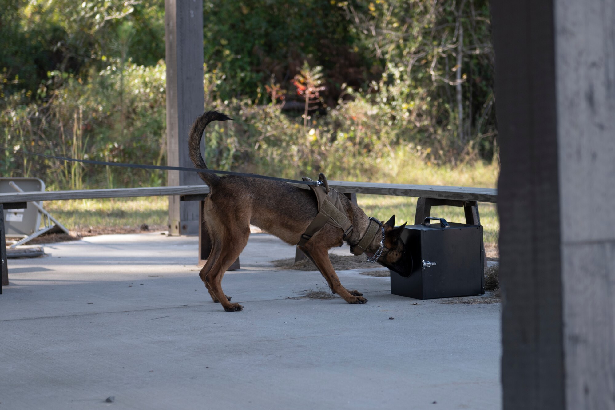 A photo of a dog, with his snout in a box with a hole on it.