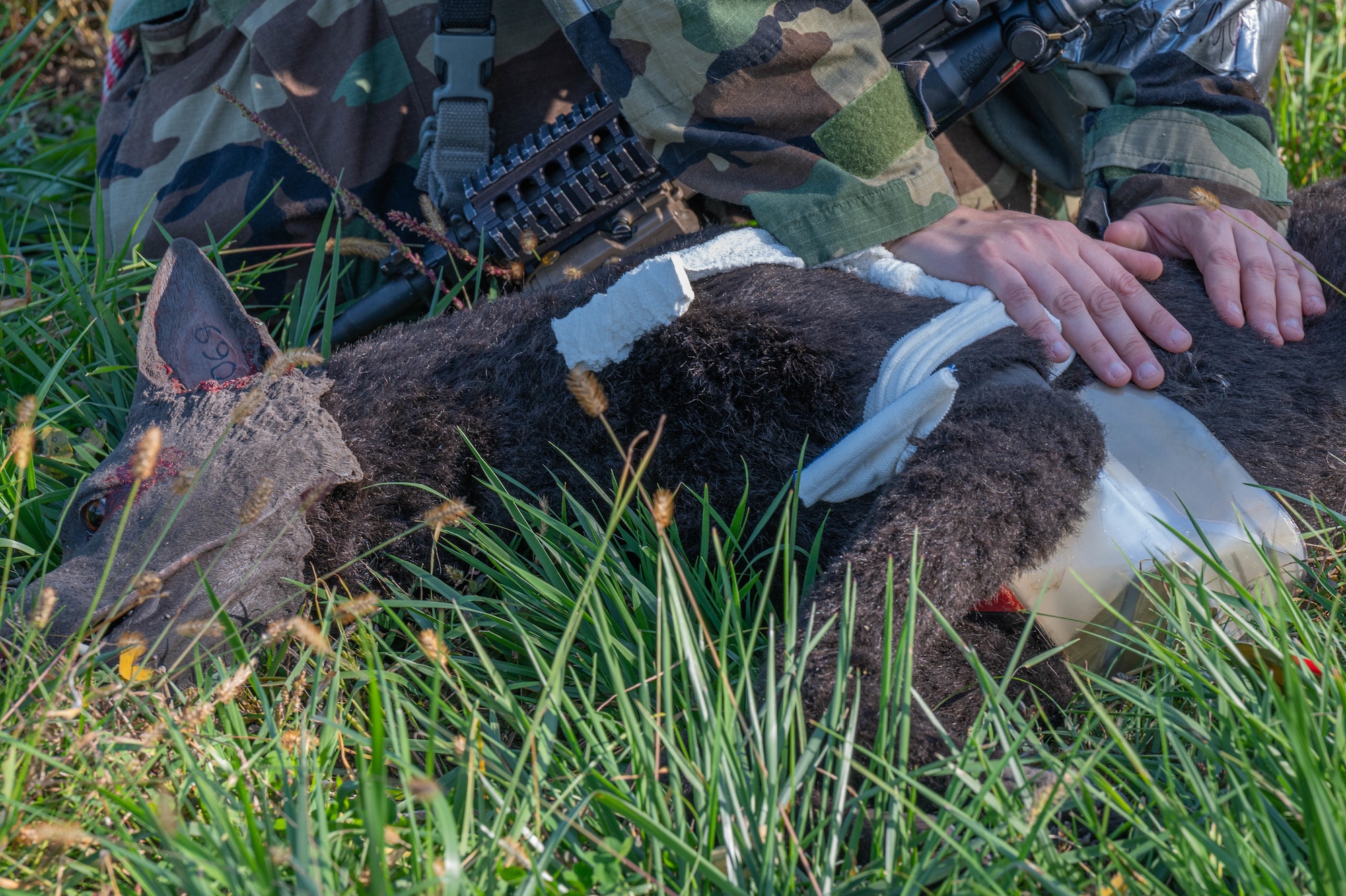 U.S. Air Force Senior Airman Emily Brotherton, 51st Security Forces Squadron military working dog handler, applies tactical combat casualty care to a simulated MWD during Vigilant Defense 24 at Osan Air Base, Republic of Korea, Nov. 2, 2023. The Airmen of the 51st Fighter Wing continuously train to maintain a high level of full-spectrum readiness required to execute the mission proficiently and effectively as adaptable multi-capable Airmen. VD24 is a routine training event that tests the military capabilities across the peninsula, allowing combined and joint training at both the operational and tactical levels. (U.S. Air Force photo by Airman 1st Class Chase Verzaal)