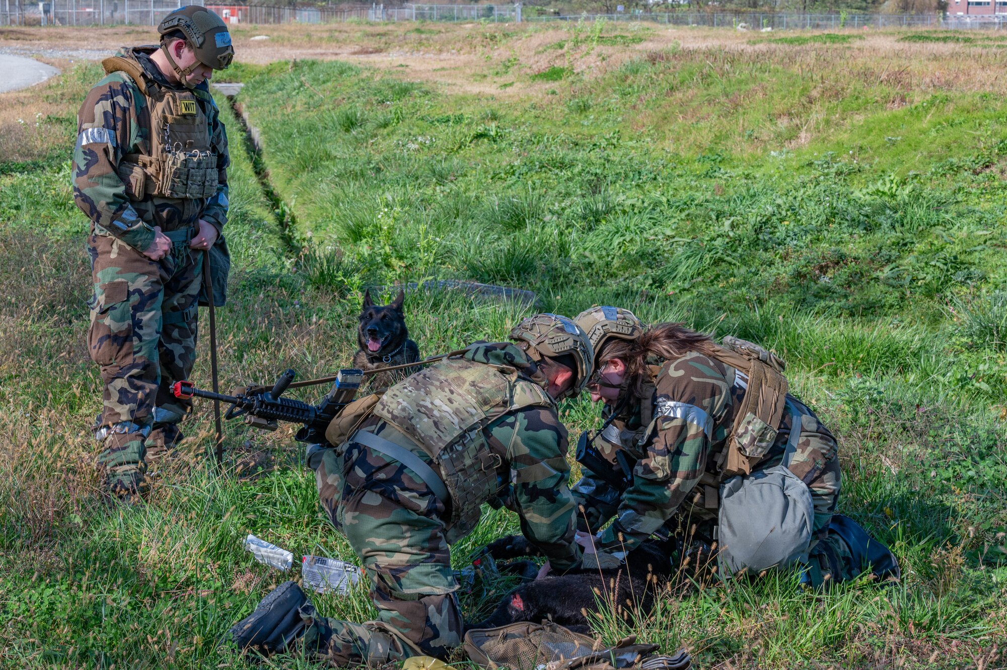 U.S. Air Force Defenders with the 51st Security Forces Squadron are observed by a 51st Fighter Wing inspection team member, while providing tactical combat casualty care to a simulated military working dog during Vigilant Defense 24 at Osan Air Base, Republic of Korea, Nov 2, 2023. Every Airman and Air Force asset, such as MWDs, are vital to the mission and enable members of the 51st FW to demonstrate multi-capable warfighter skills including initiative, problem solving, and adaptability necessary in the event of a real-world threat. VD24 is a routine training event that tests the military capabilities across the peninsula, allowing combined and joint training at both the operational and tactical levels. (U.S. Air Force photo by Airman 1st Class Chase Verzaal)