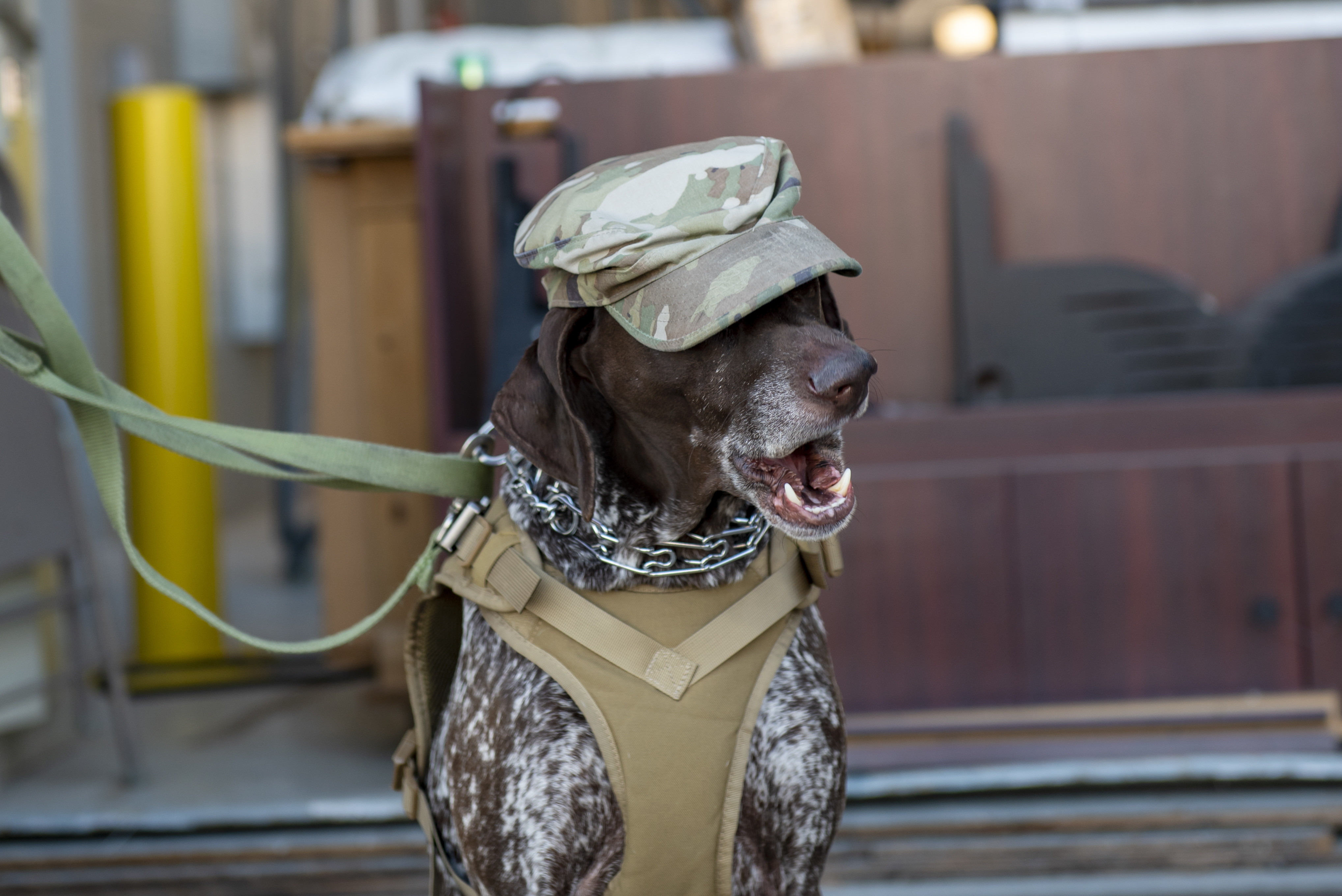 German shorthaired 2025 pointer service dog