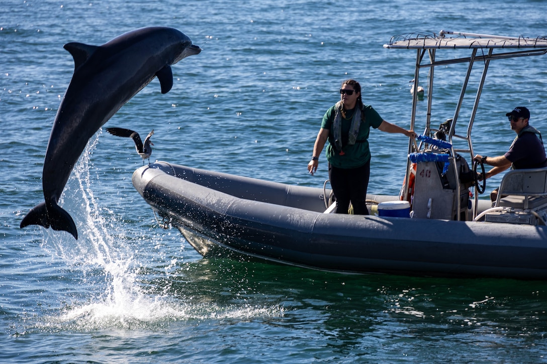 A dolphin leaps from the water alongside a small military vessel with two people on board. A bird is also perched at the front of the vessel.