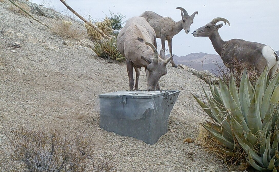 Peninsular bighorn sheep drink water out of a trough filled by a water guzzler at Anza-Borrego Desert State Park, California, Nov. 5, 2023. U.S. Marine Corps UH-1Y Venom helicopters with Marine Light Attack Helicopter Training Squadron 303, Marine Aircraft Group 39, 3rd Marine Aircraft Wing, supported state, federal, and private agencies utilizing long-line external lift capabilities of the UH-1Y to replace water guzzlers throughout the park. Guzzlers are self-filling, constructed watering facilities that collect, store, and make water available for wildlife. (Courtesy Photo)