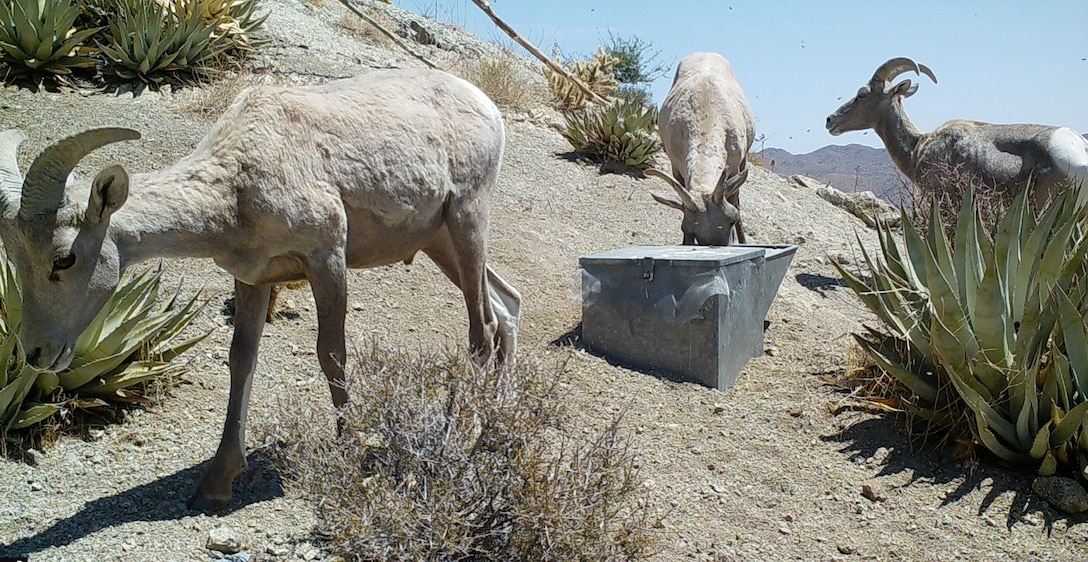 Peninsular bighorn sheep drink water out of a trough filled by a water guzzler at Anza-Borrego Desert State Park, California, Nov. 5, 2023. U.S. Marine Corps UH-1Y Venom helicopters with Marine Light Attack Helicopter Training Squadron 303, Marine Aircraft Group 39, 3rd Marine Aircraft Wing, supported state, federal, and private agencies utilizing long-line external lift capabilities of the UH-1Y to replace water guzzlers throughout the park. Guzzlers are self-filling, constructed watering facilities that collect, store, and make water available for wildlife. (Courtesy Photo)