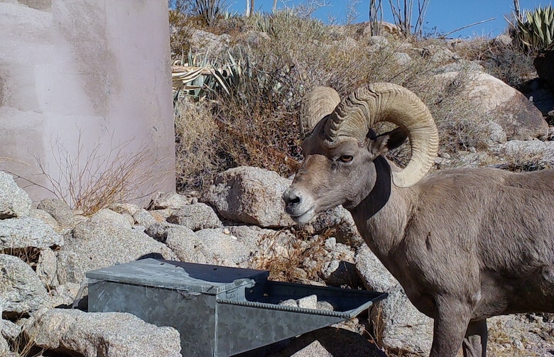 A Peninsular bighorn sheep drinks water out of a trough filled by a water guzzler at Anza-Borrego Desert State Park, California, Nov. 5, 2023. U.S. Marine Corps UH-1Y Venom helicopters with Marine Light Attack Helicopter Training Squadron 303, Marine Aircraft Group 39, 3rd Marine Aircraft Wing, supported state, federal, and private agencies utilizing long-line external lift capabilities of the UH-1Y to replace water guzzlers throughout the park. Guzzlers are self-filling, constructed watering facilities that collect, store, and make water available for wildlife. (Courtesy Photo)