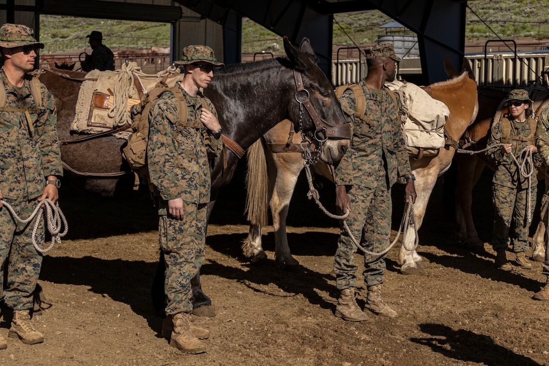 MTX 4-23: Marines with CLB 453 practice animal packing at Mountain Warfare Training Center
