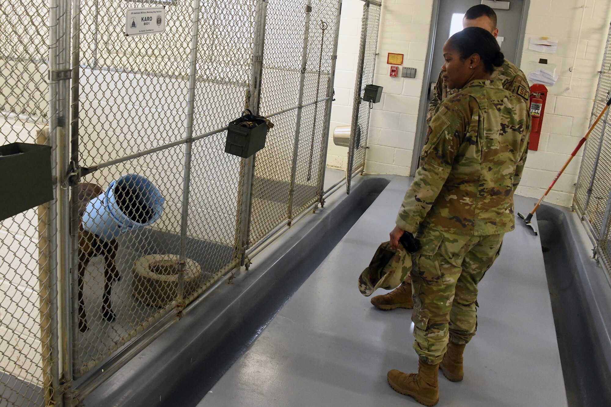 The 459th Mission Support Group Commander, Col. Vianesa Vargas, recently participated in a rite of passage for new MSG commanders with security forces under their command. She suited up in padded gear to face off against one of Joint Base Andrews' finest Military Working Dogs, 'Boss', on Nov. 15, 2023. Boss got to treat the colonel as a suspect and he apprehended her successfully on each encounter. This was an opportunity to familiarize herself with the type of training that is essential to the development and success of security forces Airmen and the JBA Working Dogs. (Air Force photo by Lt Col Timothy Smith)