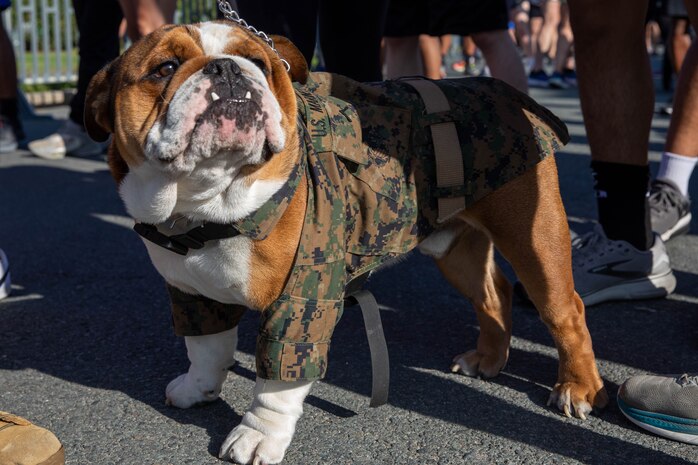 U.S. Marine Corps Pfc. Bruno, the mascot of Marine Corps Recruit Depot San Diego, Western Recruiting Region participates in the Turkey Trot event at Marine Corps Recruit Depot, San Diego, Nov. 15, 2023. The mascot's job is to boost morale, participate in outreach work and attend events and ceremonies. (U.S. Marine Corps photo by Lance Cpl. Sarah M. Grawcock)