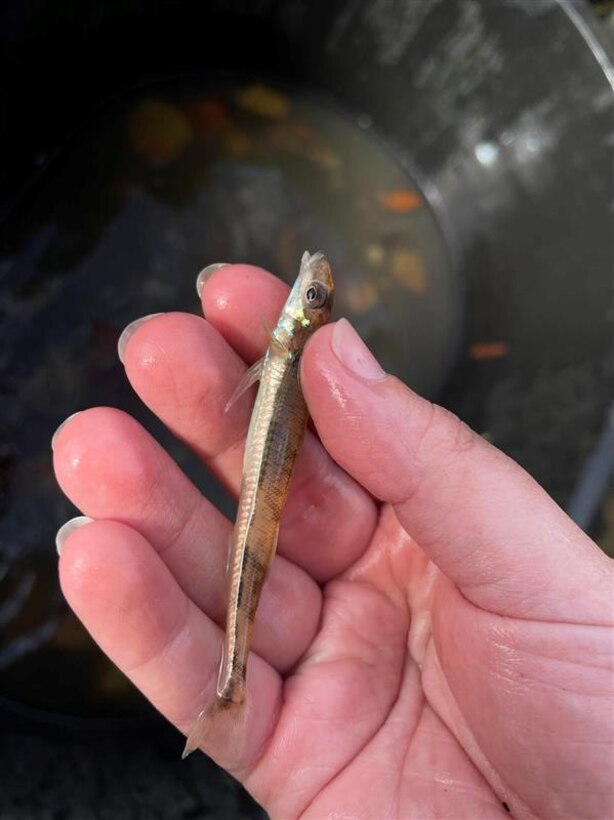 Brenna Mickal, U.S. Army Corps of Engineers, Mobile District biologist, holds a crystal darter, after her and the District’s Data Collection Unit trolled for fish species on the lower Alabama River in Camden, Alabama, Nov. 20, 2023. The crystal darter is a rare species of fish that was caught in the lower Alabama River. (Courtesy photo)