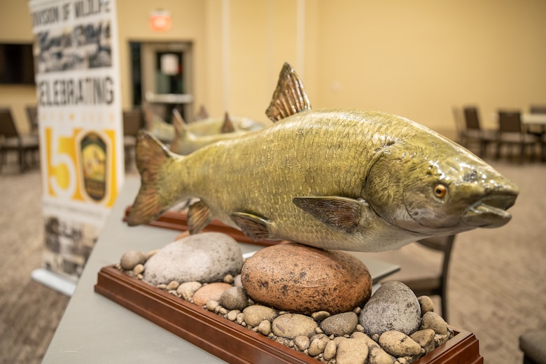 A model of the invasive fish species grass carp displayed along with stones beneath depicting the typical fish habitat.