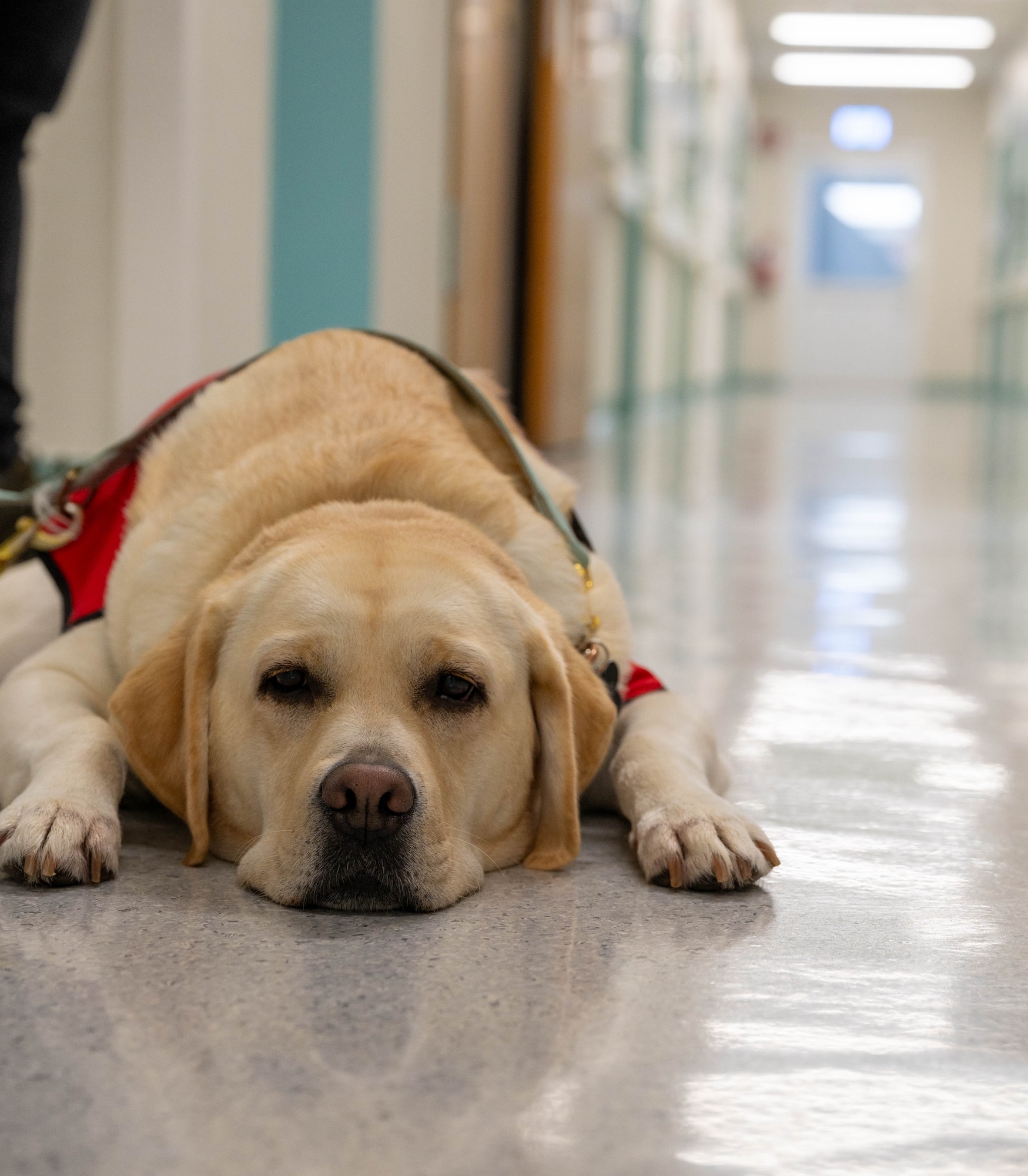 Dog lays on floor.