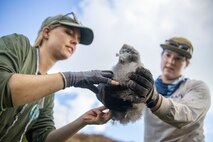 Kimber Troubley, left, a field biologist with Pacific Cooperative Studies Unit, University of Hawaii at Manoa, and Rachel Glover, an environmental contractor with the Marine Corps Base Hawaii Environmental Compliance and Protection Division, check a wedge-tailed shearwater seabird for disease during a bird banding effort at Nu’upia Ponds Wildlife Management Area, MCBH, Oct. 27, 2023. Fledgling shearwaters were banded as part of a fallout study conducted to pinpoint areas where birds are getting injured or downed in order to implement appropriate preventative measures. (U.S. Marine Corps photo by Sgt. Julian Elliott-Drouin)