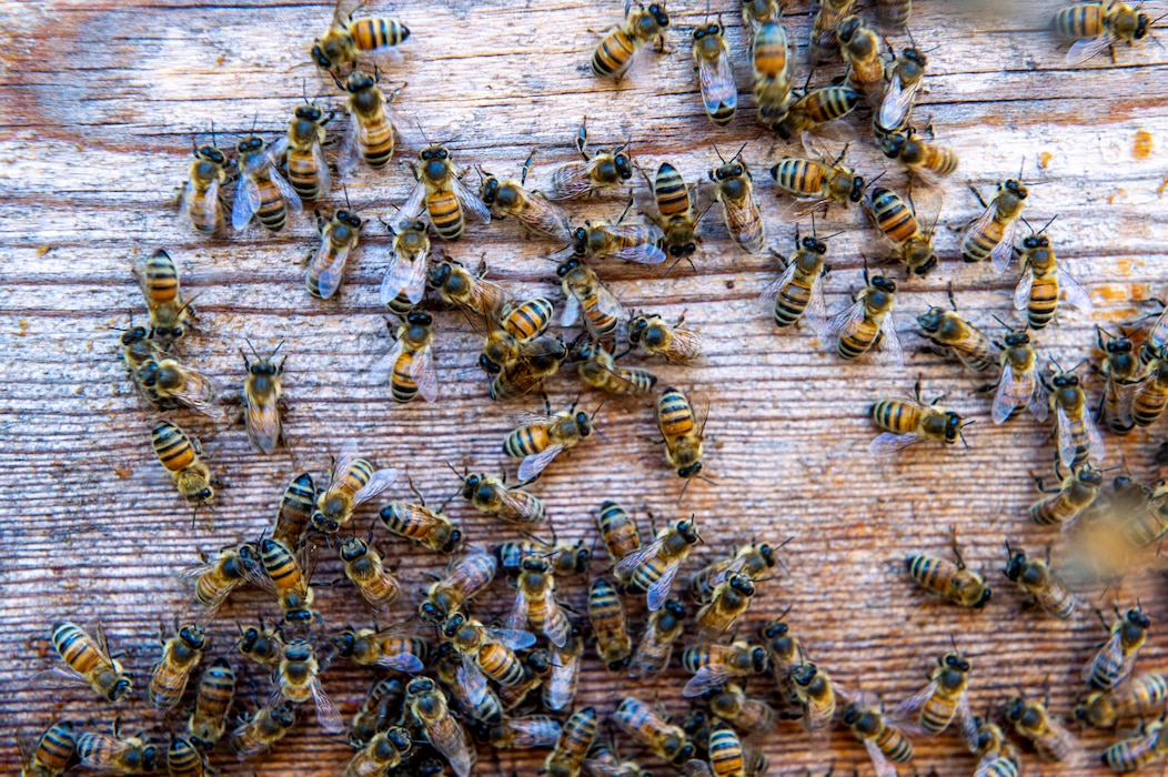 close up of bees, on a board