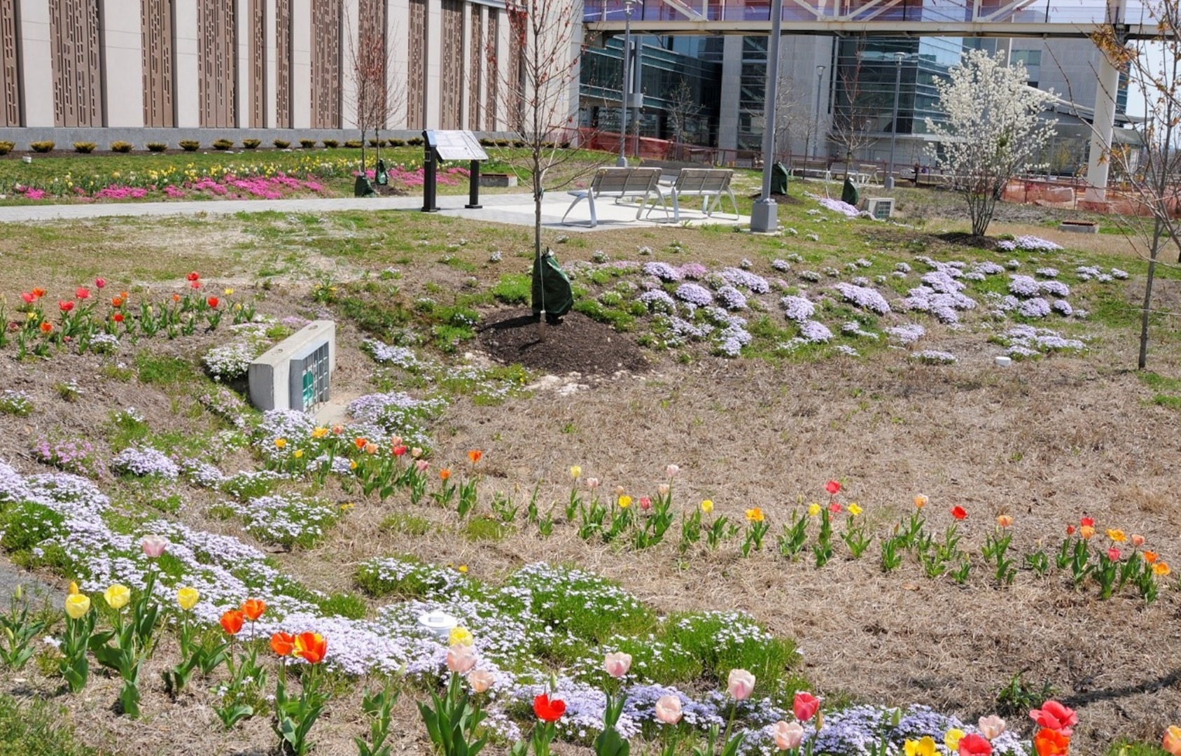 A view of the storm water management features outside of the Morrison Center. Flowers, newly planted trees, and mulch fill the view. The storm water management features outside of the Morrison Center are planted with flowers and trees.