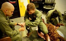 The robotic training dog named “Fitz” after Col. Michael Fitzgerald, former commanding officer of Marine Corps Logistics Base Albany, is utilized by military working dog handlers on the installation. Fitz can bark, whine and be used to practice various emergency scenarios. The nearest emergency veterinarian is a considerable distance away from MCLB Albany, so the handlers are effectively the first responders when their MWDs are injured or ill. (U.S. Marine Corps photo by Jonathan Wright)