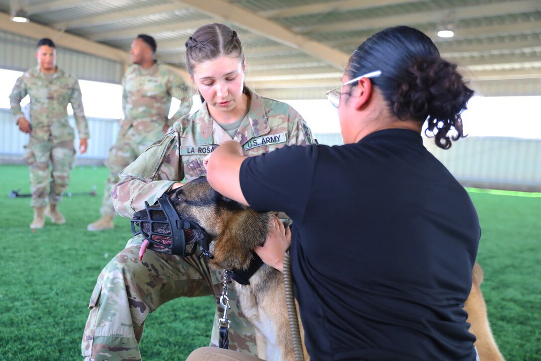 Two soldiers kneel on indoor turf while putting a muzzle on a military working dog.