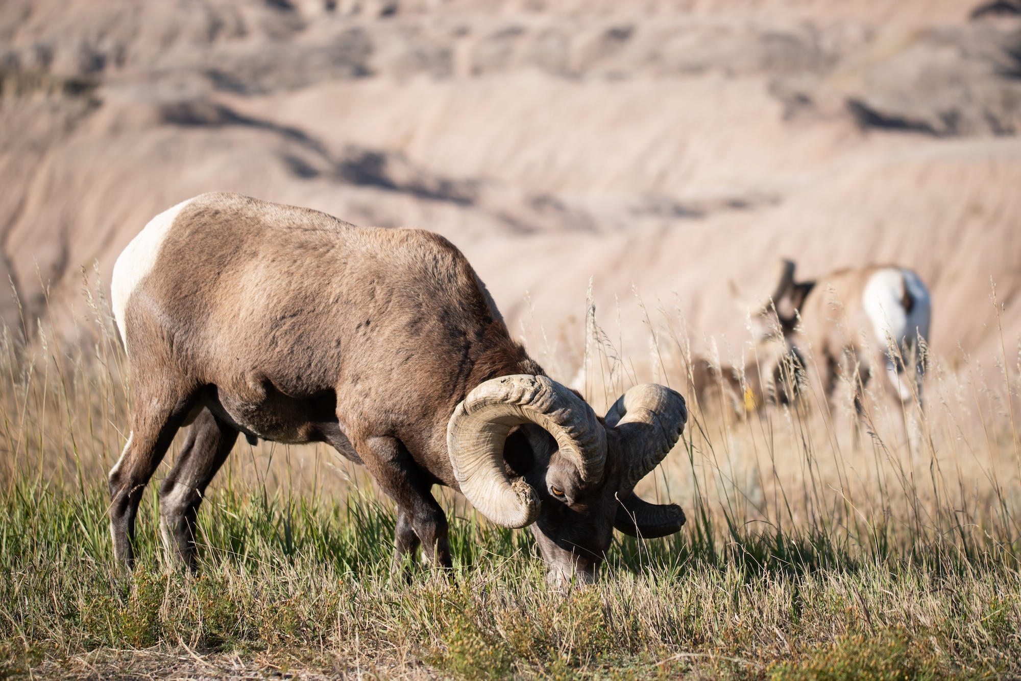 bighorn sheep eating grass