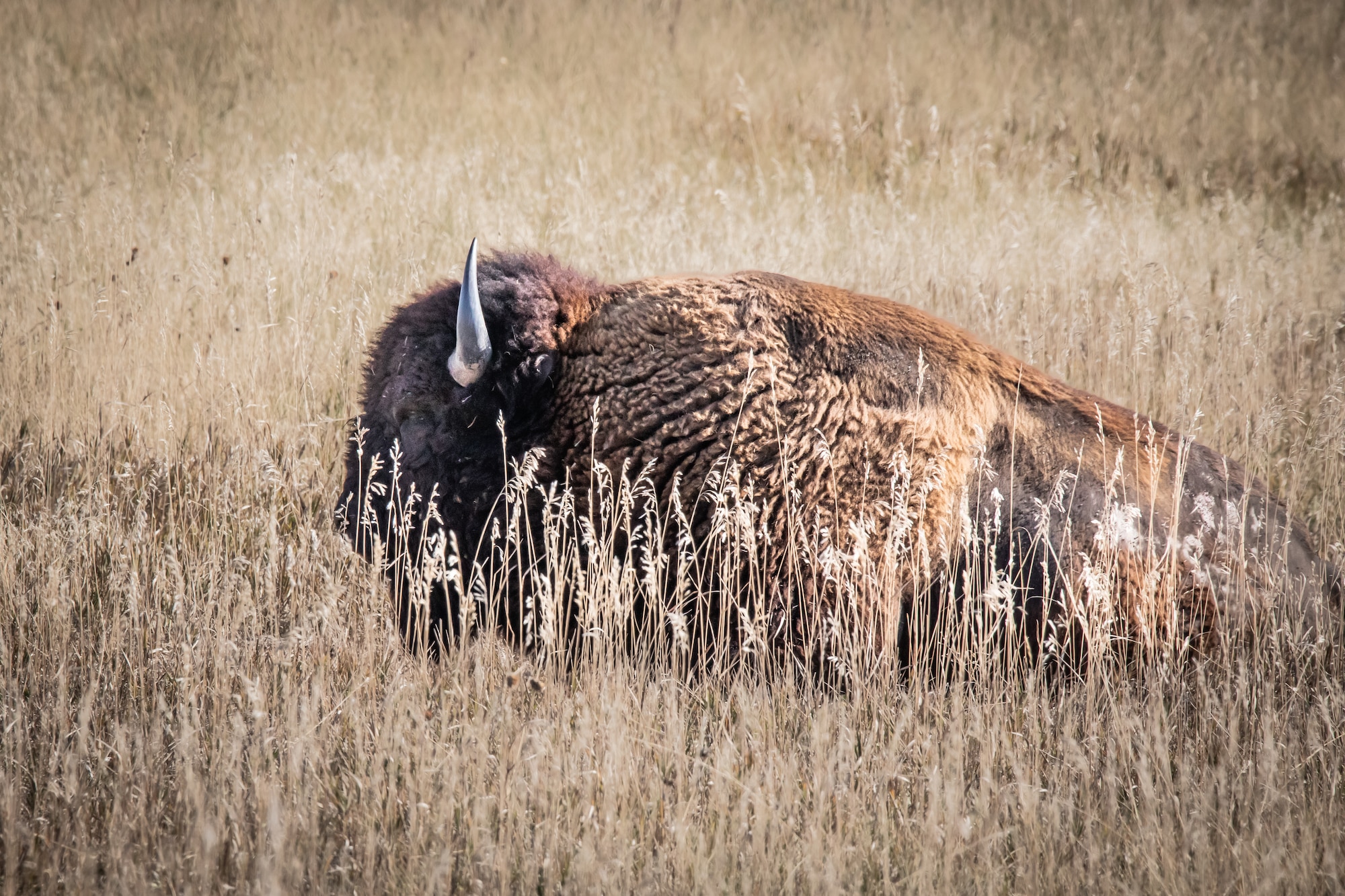 bison laying out on the plain at Badlands NP