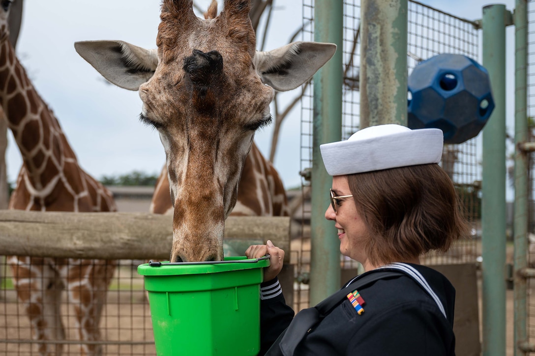 A uniformed sailor feeds a giraffe.