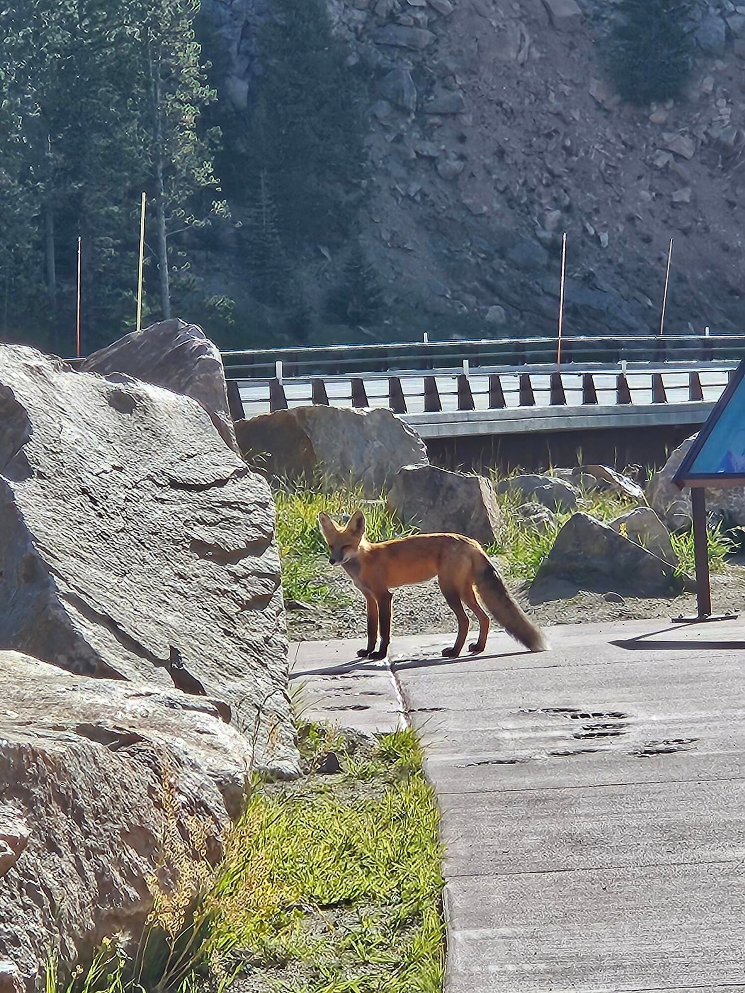 red fox looking inquisitively at the camera