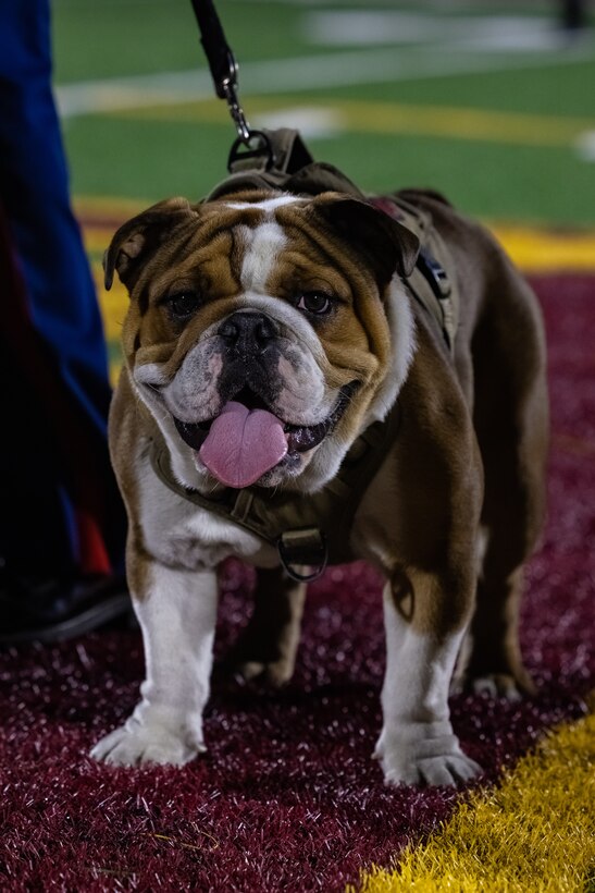 mascot-visits-point-loma-high-school