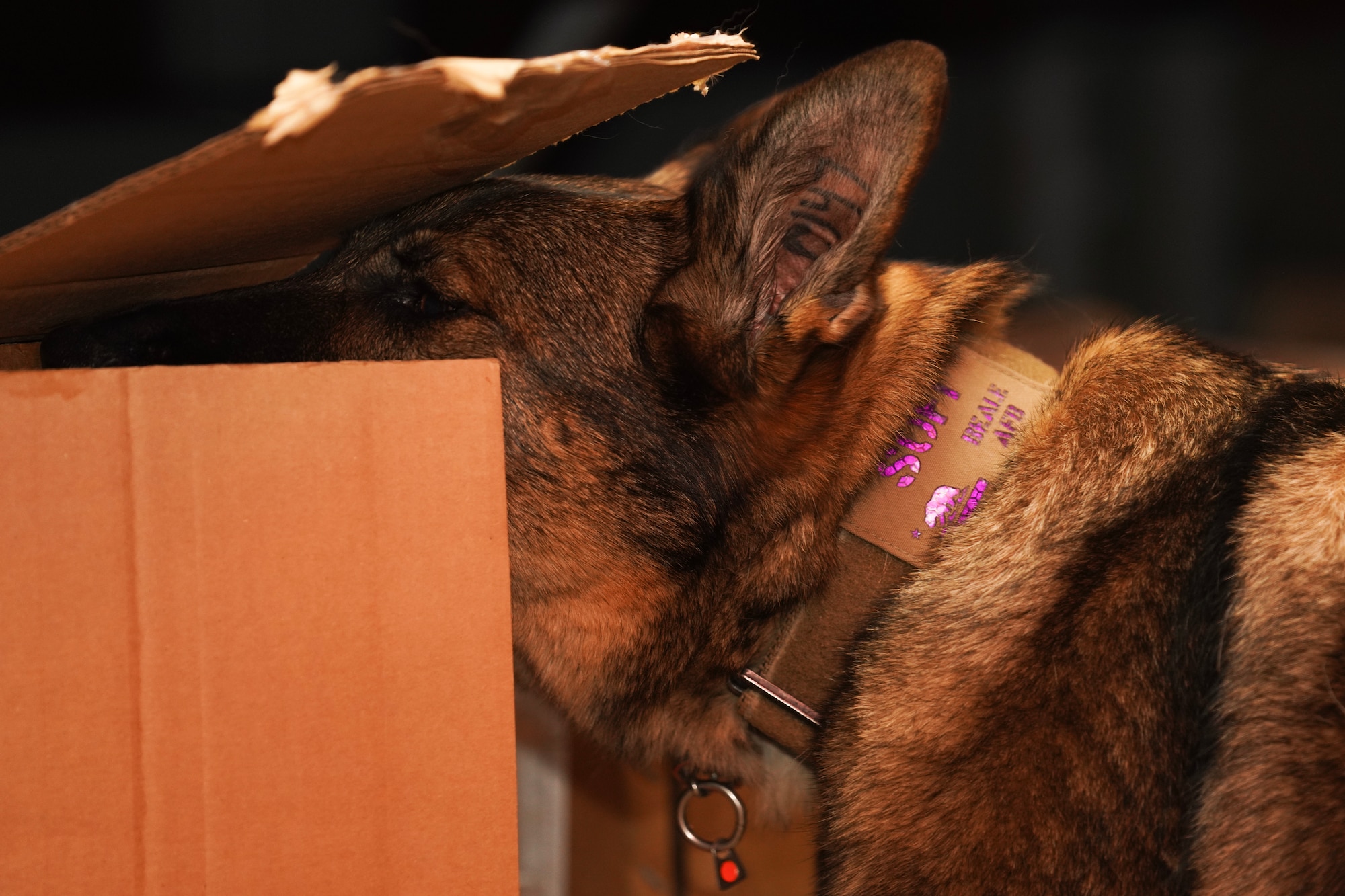 U.S. Air Force 9th Security Forces Squadron military working dog, Sofi, searches for an explosive during explosive detection training Sept. 14, 2023, at Beale Air Force Base, California.