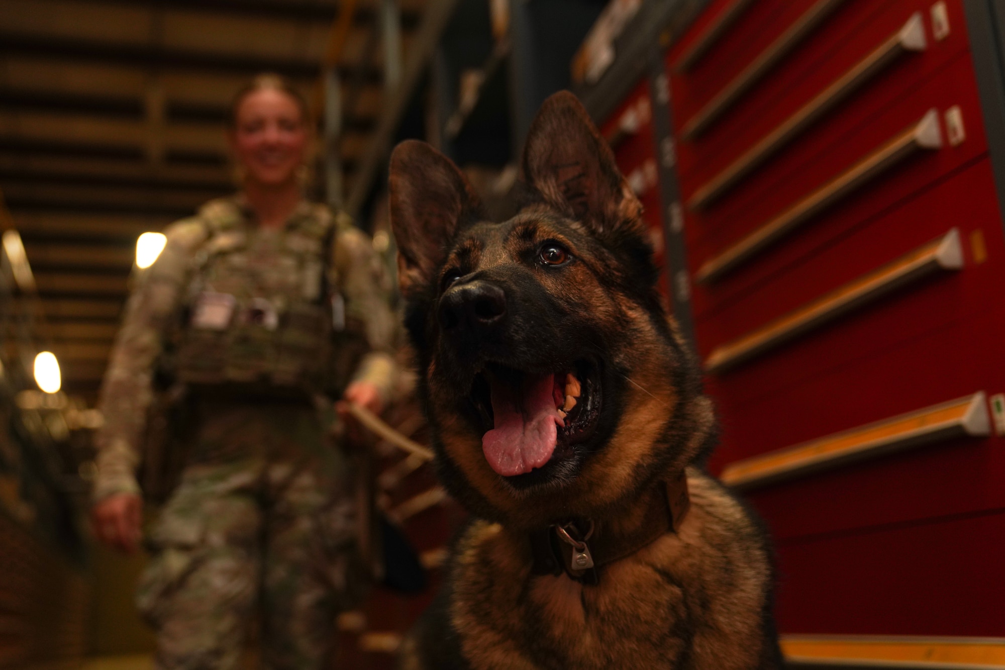 U.S. Air Force Senior Airman Kiersten Vignere, 9th Security Forces Squadron military working dog handler, and Sofi, 9th SFS military working dog, conduct explosive detection training Sept. 14, 2023, at Beale Air Force Base, California.