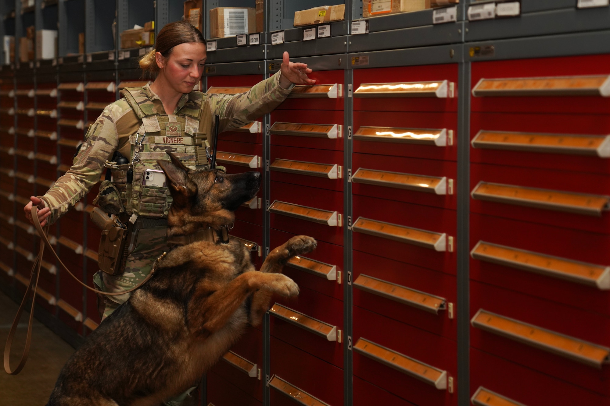 U.S. Air Force Senior Airman Kiersten Vignere, 9th Security Forces Squadron military working dog handler, and Sofi, 9th SFS military working dog, conduct explosive detection training Sept. 14, 2023, at Beale Air Force Base, California.