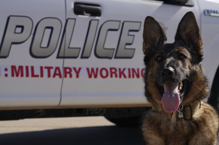 U.S. Air Force 9th Security Forces Squadron military working dog, Sofi, poses for a photo after conducting explosive detection training Sept. 14, 2023, at Beale Air Force Base, California.