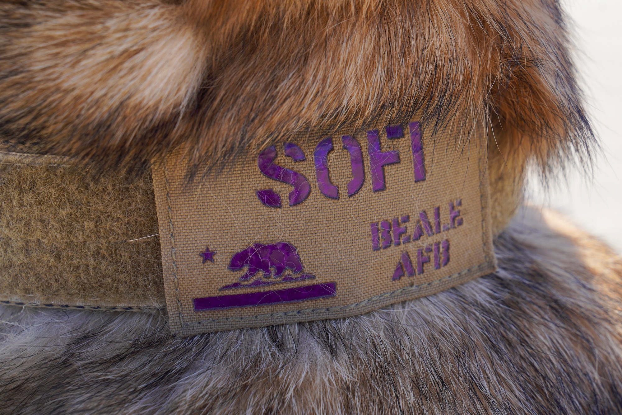 U.S. Air Force 9th Security Forces Squadron military working dog, Sofi, is photographed wearing a personalized dog tag after conducting explosive detection training, Sept. 14, 2023, at Beale Air Force Base, California.