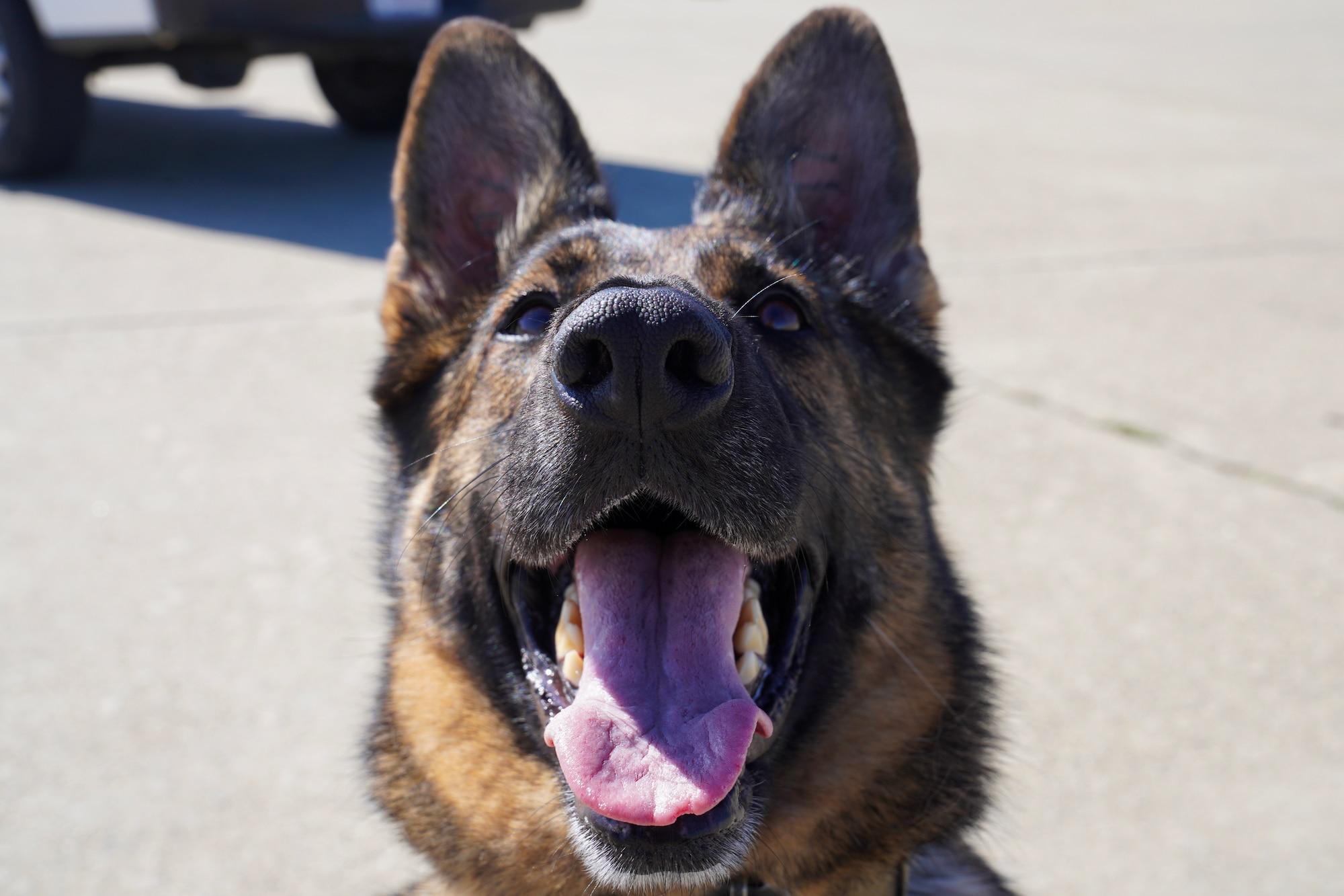 U.S. Air Force 9th Security Forces Squadron military working dog, Sofi, poses for a photo after conducting explosive detection training Sept. 14, 2023, at Beale Air Force Base, California.