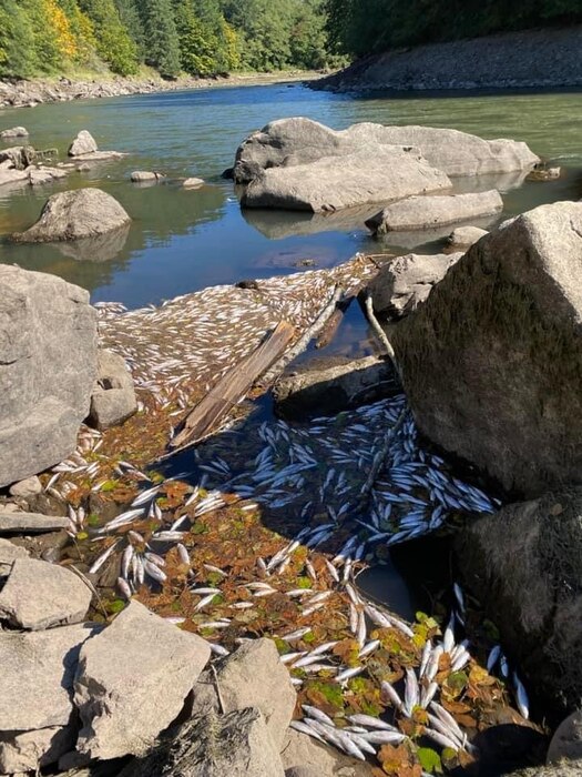 Dead fish are shown along a rocky shore.